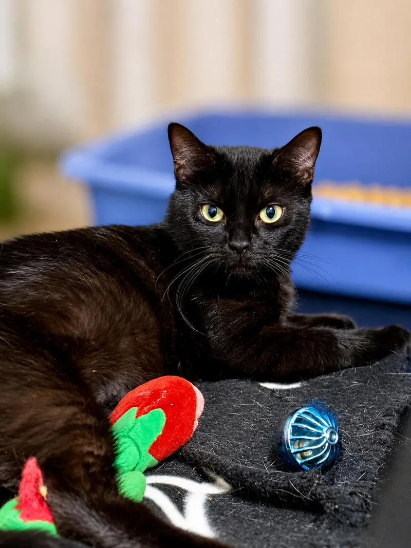 A young medium-sized female Black Domestic Short Hair cat named FifaWillow Grove for adoption in Greenville, DE