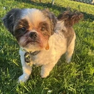 A senior small-sized male Shih Tzu dog named Bandit & Coco  for adoption in Philadelphia, PA