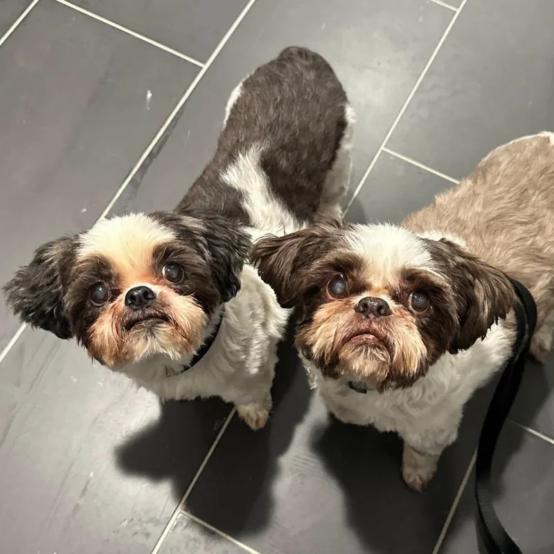 Bandit & Coco  thumbnail 3