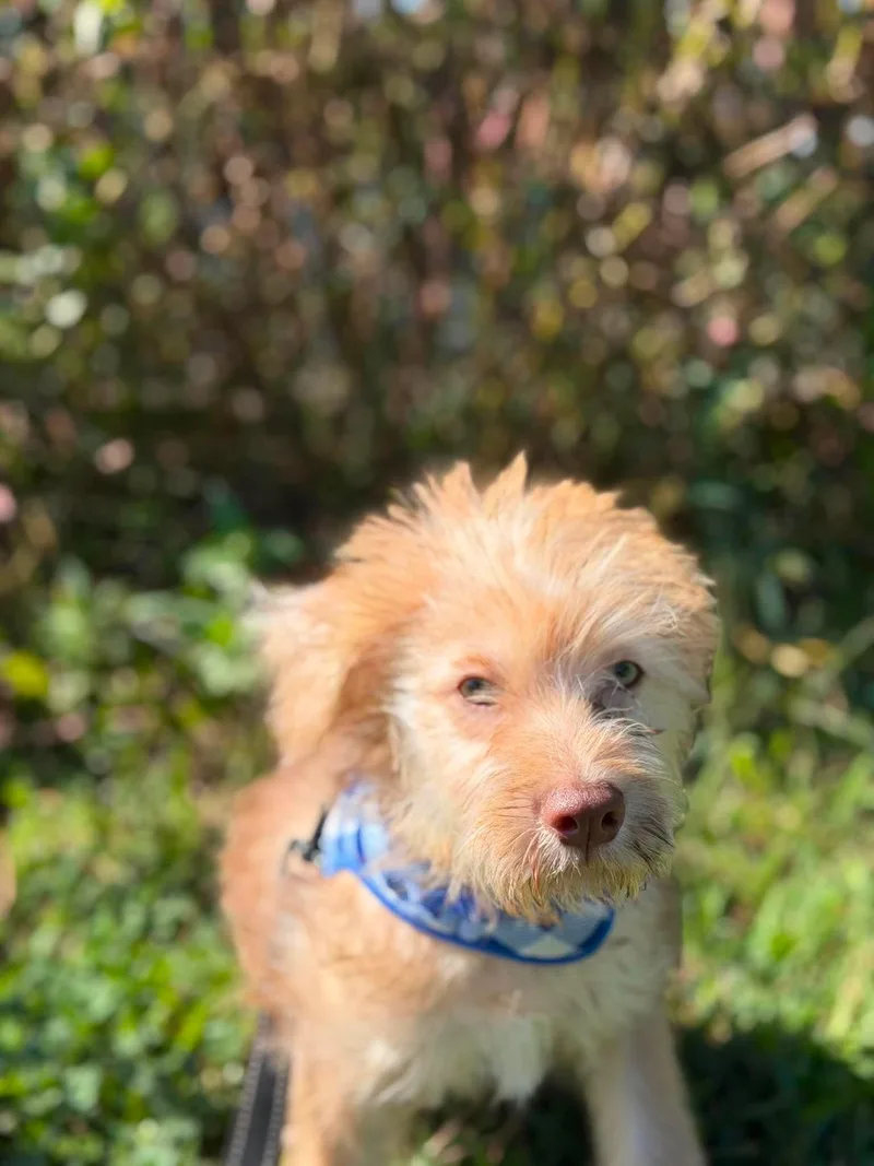 A young medium-sized male Pit Bull Terrier dog named Fluffernutter for adoption in Cosby, TN