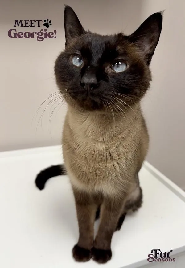 A young medium-sized female Seal Point Siamese cat named Georgie for adoption in Madison, WI