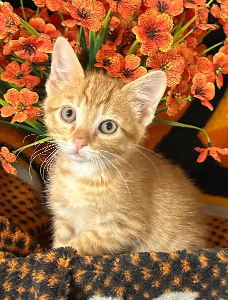 A baby small-sized male Domestic Short Hair cat named Pickle for adoption in Stillwater, OK