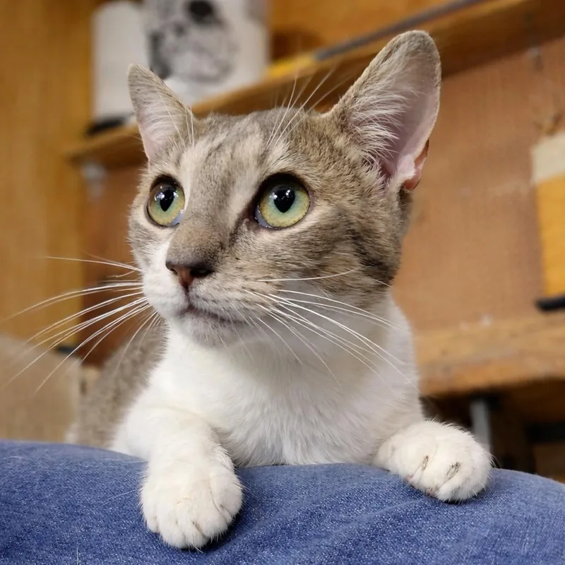 A baby medium-sized female Buff / Tan / Fawn Domestic Short Hair cat named Sophie for adoption in Houston, TX