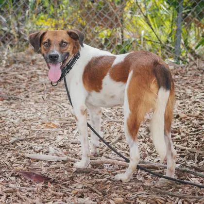 An adult medium-sized male Mixed Breed dog named Patrick for adoption in Largo, FL