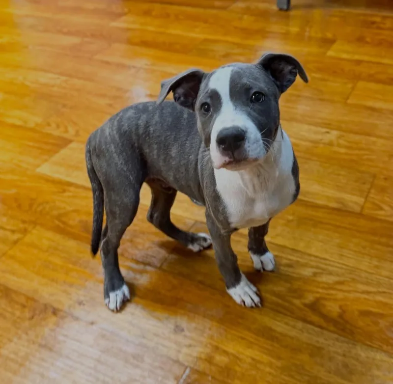 A baby large-sized male Mixed Breed dog named Beebs for adoption in Ocala, FL