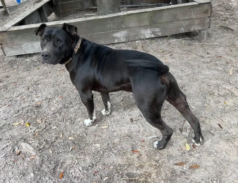 Maverick thumbnail 2