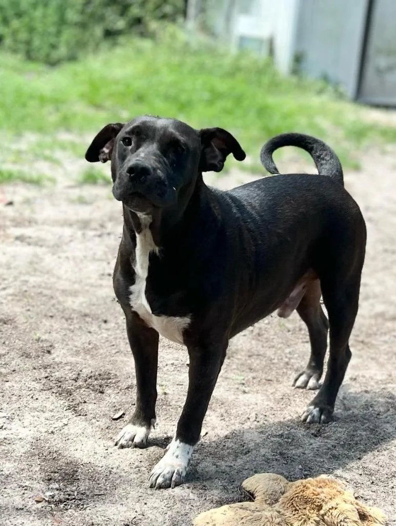 Maverick thumbnail 3