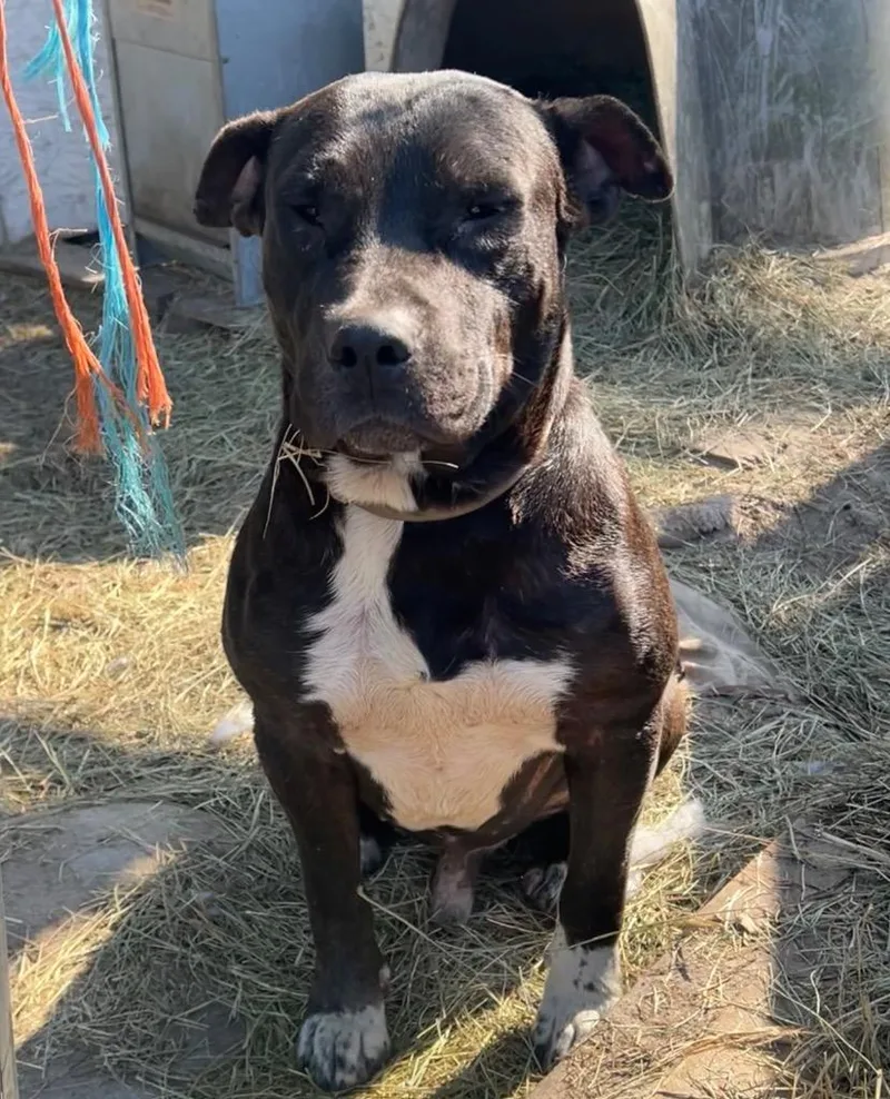 Maverick thumbnail 4