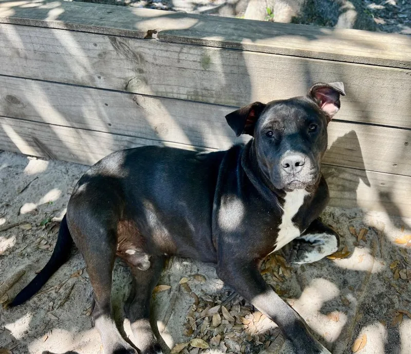 Maverick thumbnail 5