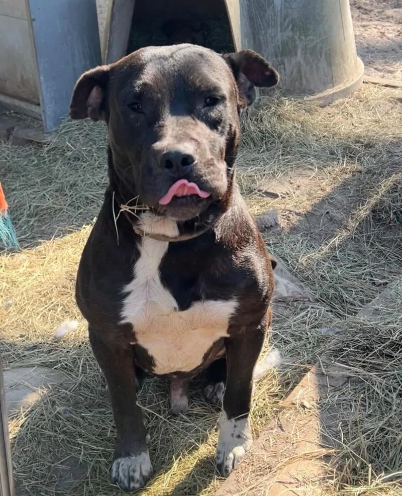 Maverick thumbnail 6