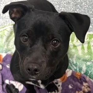 An adult medium-sized male Mixed Breed dog named Meatball for adoption in Santa Cruz, CA