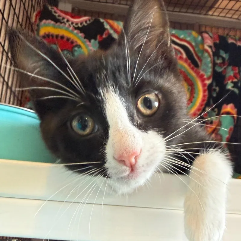 A baby small-sized female Black Domestic Short Hair cat named New School for adoption in Chicago, IL