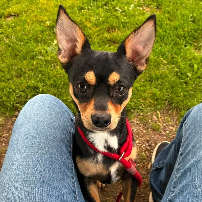 An adult small-sized male Black Chihuahua dog named Chapi for adoption in Quakertown, PA