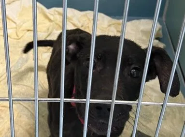 A young small-sized female Brindle Labrador Retriever dog named Crispy for adoption in Newfoundland, NJ