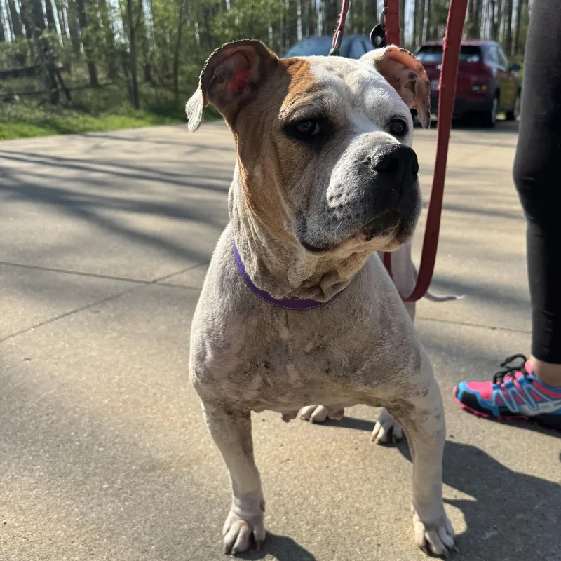 An adult large-sized female Tricolor (Brown, Black, & White) Terrier dog named Nola for adoption in Mansfield, OH