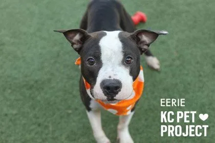 An adult medium-sized female Black Pit Bull Terrier dog named Eerie for adoption in Kansas City, MO