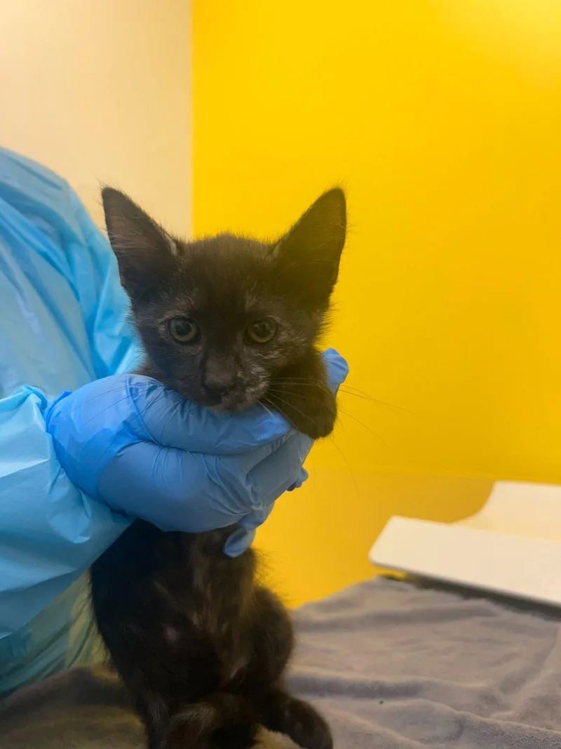 A baby small-sized female Tortoiseshell Domestic Short Hair cat named Lizzie for adoption in Raleigh, NC