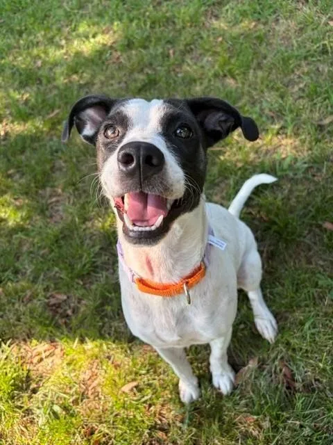A young small-sized female Mixed Breed dog named Darla for adoption in North Little Rock, AR