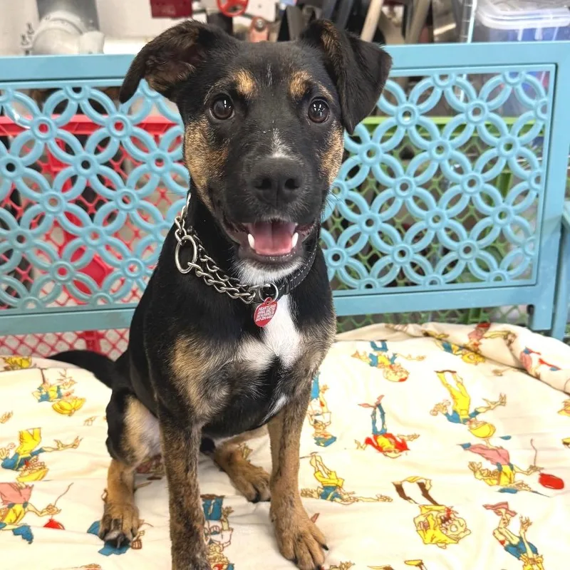 A young medium-sized male Black Mixed Breed dog named Dr. Nevis for adoption in Wheeling, IL