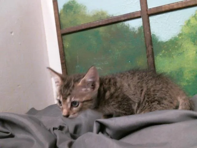 A baby small-sized male Domestic Short Hair cat named Pickles for adoption in Houston, TX