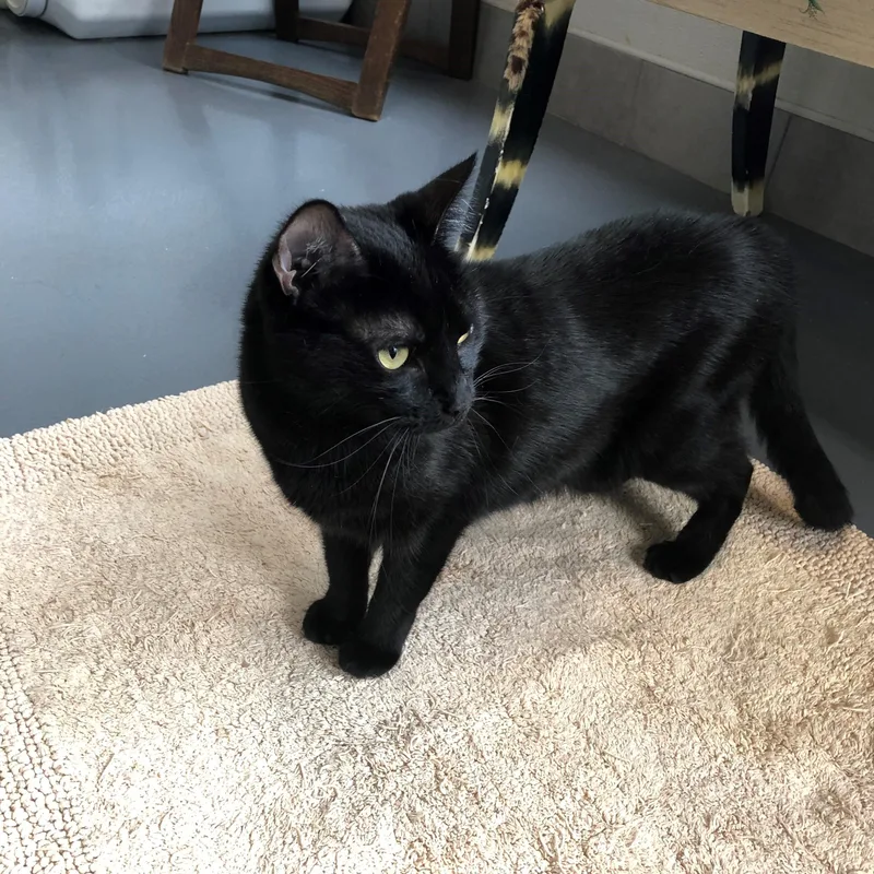 Helena Of Troy thumbnail 2