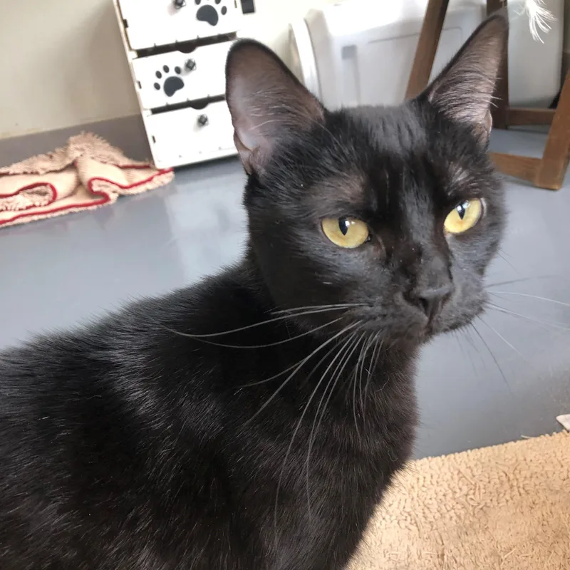 Helena Of Troy thumbnail 3