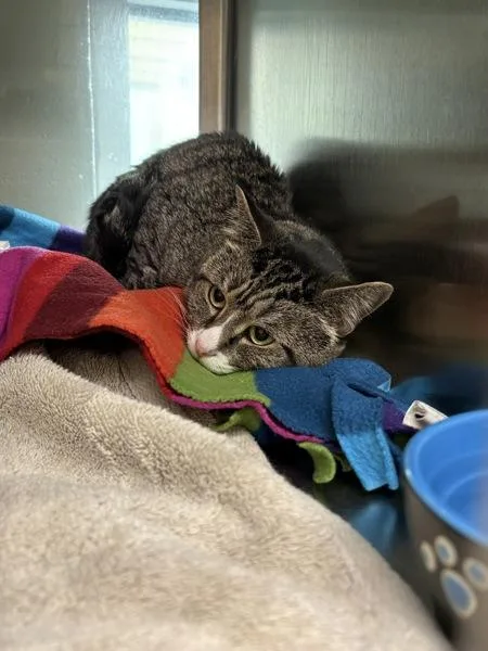 An adult small-sized male Domestic Short Hair cat named Ozzy for adoption in Stratham, NH