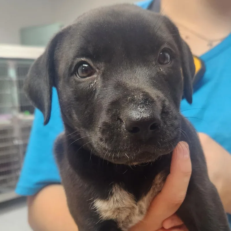A baby small-sized female Black Labrador Retriever dog named Brisket for adoption in Tyler, TX