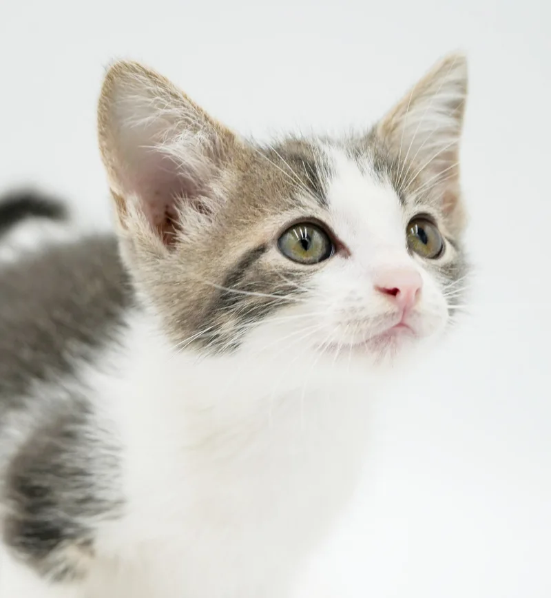 Parker is truly purrfect