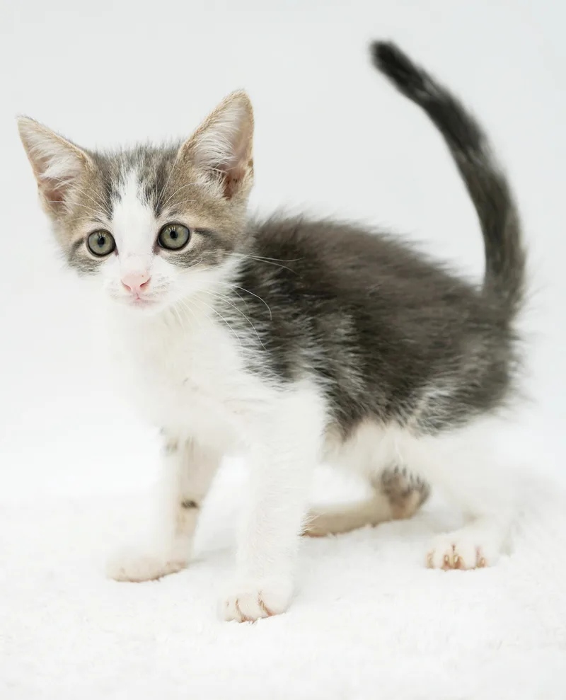 Parker is truly purrfect thumbnail 2
