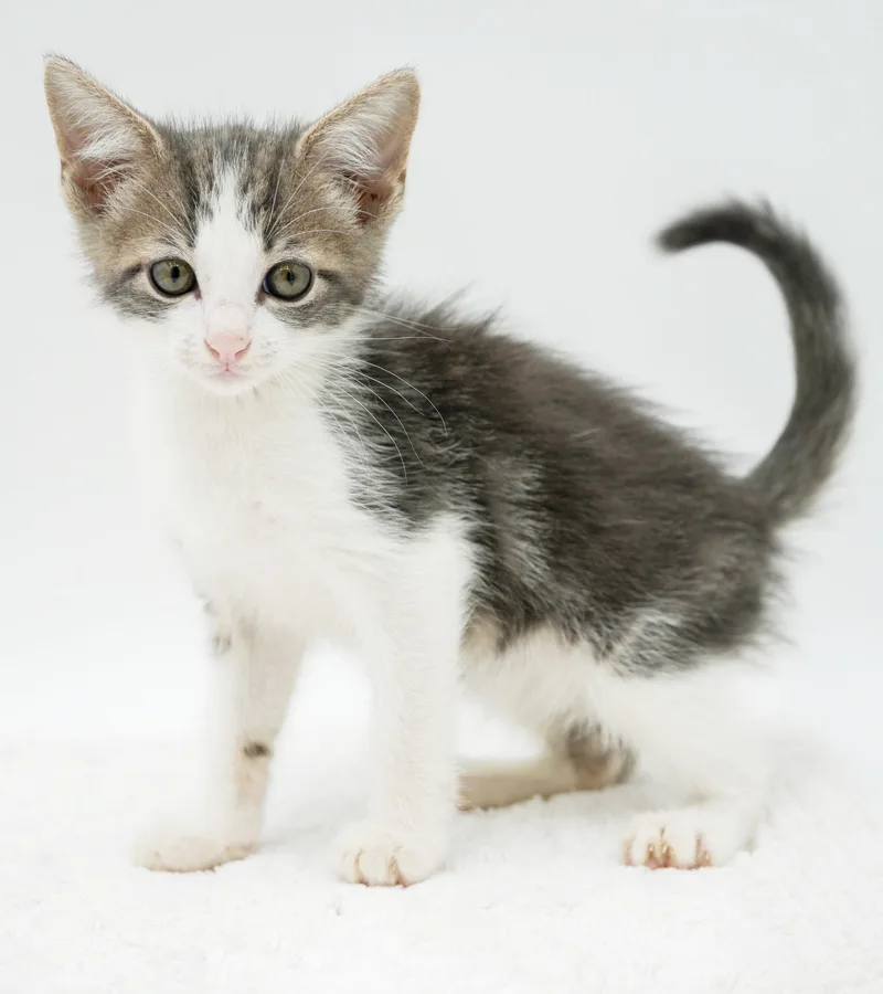 Parker is truly purrfect thumbnail 3
