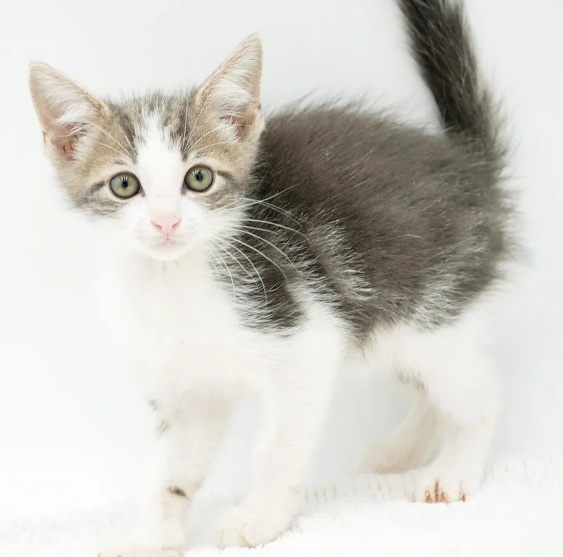 Parker is truly purrfect thumbnail 4