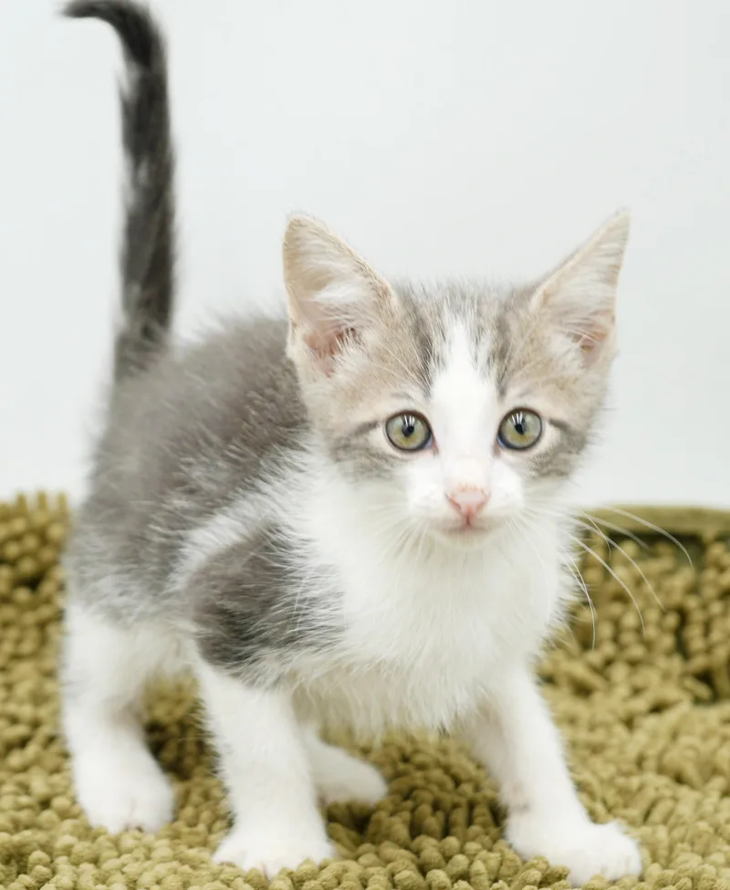 Parker is truly purrfect thumbnail 5