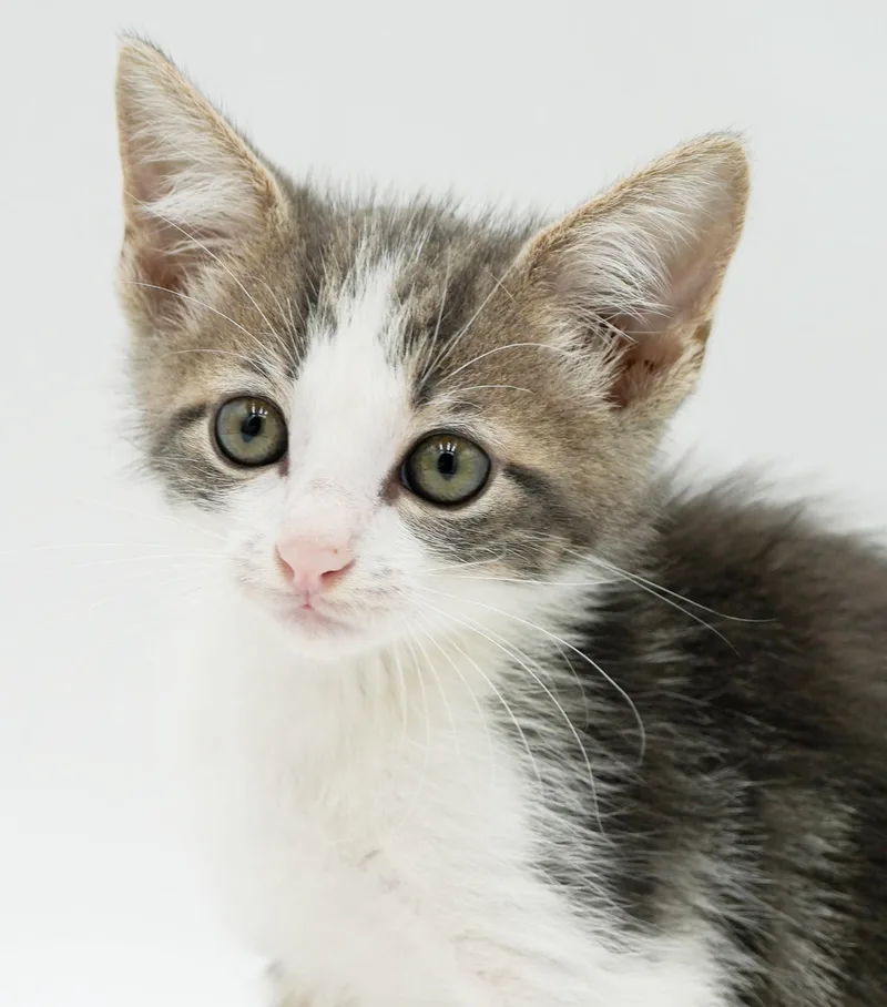 Parker is truly purrfect thumbnail 6