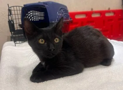 A baby small-sized male Domestic Short Hair cat named Blackstone for adoption in Honolulu, HI