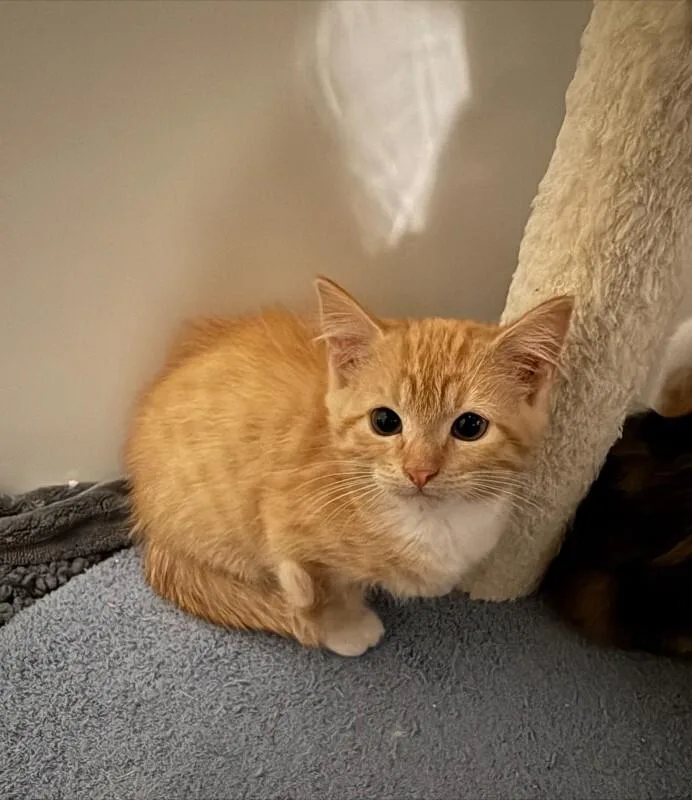 A young medium-sized female Orange / Red Domestic Short Hair cat named Hyacinth for adoption in Fort Collins, CO