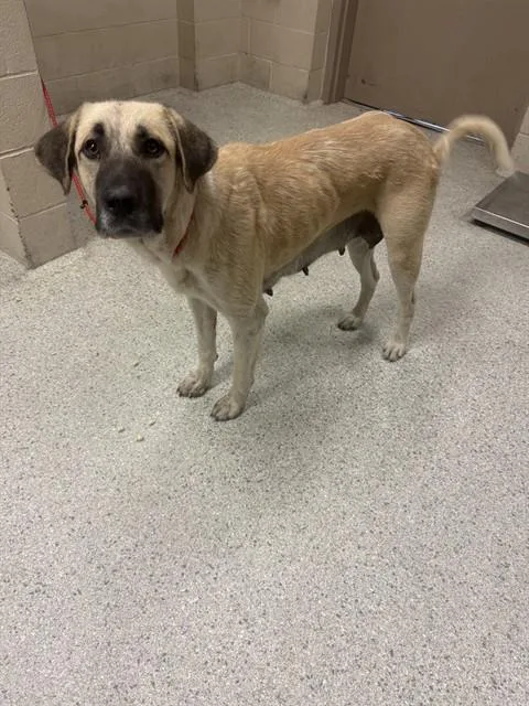 An adult extra large-sized female Anatolian Shepherd dog named Agatha for adoption in Conroe, TX