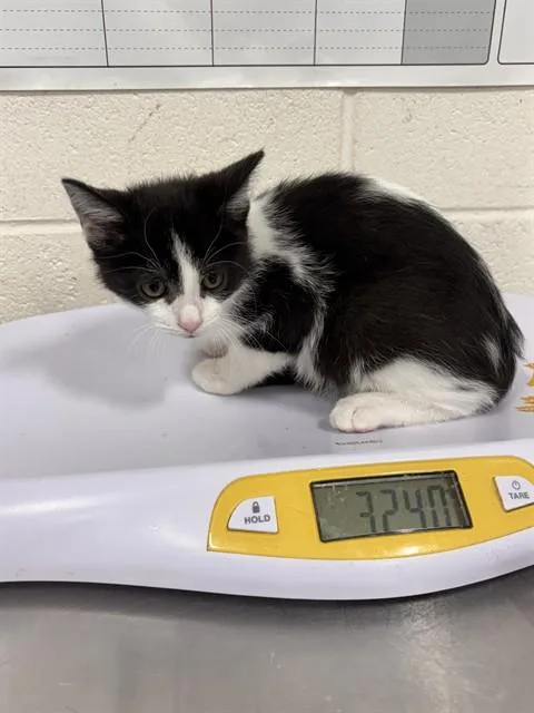 A baby small-sized male Domestic Short Hair cat named Forky for adoption in Upper Marlboro, MD