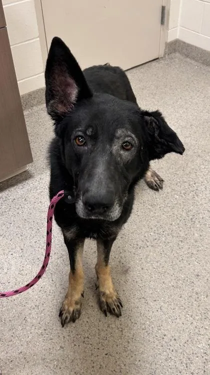 An adult large-sized male German Shepherd Dog dog named Denver for adoption in Fishers, IN