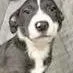A baby medium-sized female Black Australian Cattle Dog / Blue Heeler dog named Duffy for adoption in Portsmouth, OH