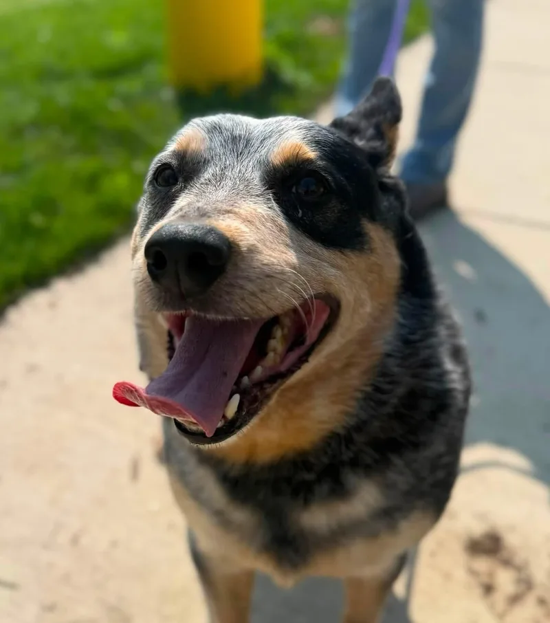 An adult medium-sized male Tricolor (Brown, Black, & White) Australian Cattle Dog / Blue Heeler dog named Rollo for adoption in Manassas, VA