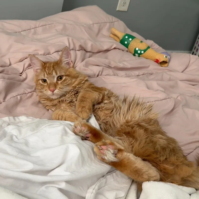 An adult medium-sized male Orange / Red Domestic Long Hair cat named Zen for adoption in Huntington, MA