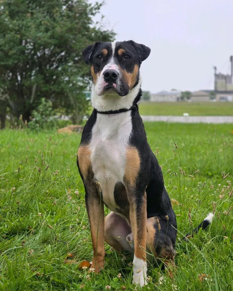 A young medium-sized male Greater Swiss Mountain Dog dog named Waylon for adoption in Huntington, IN