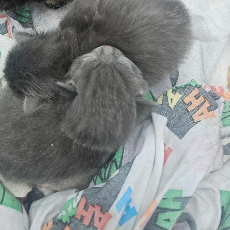 A baby small-sized male Gray / Blue / Silver Domestic Medium Hair cat named Cloudy for adoption in Ringtown, PA