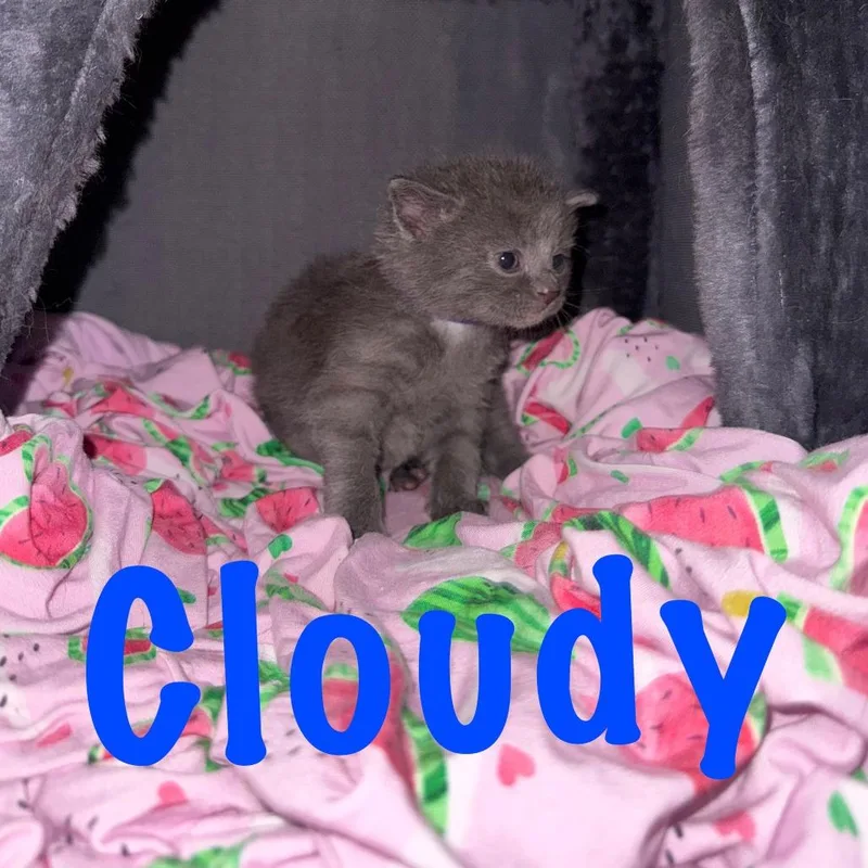 Cloudy thumbnail 2