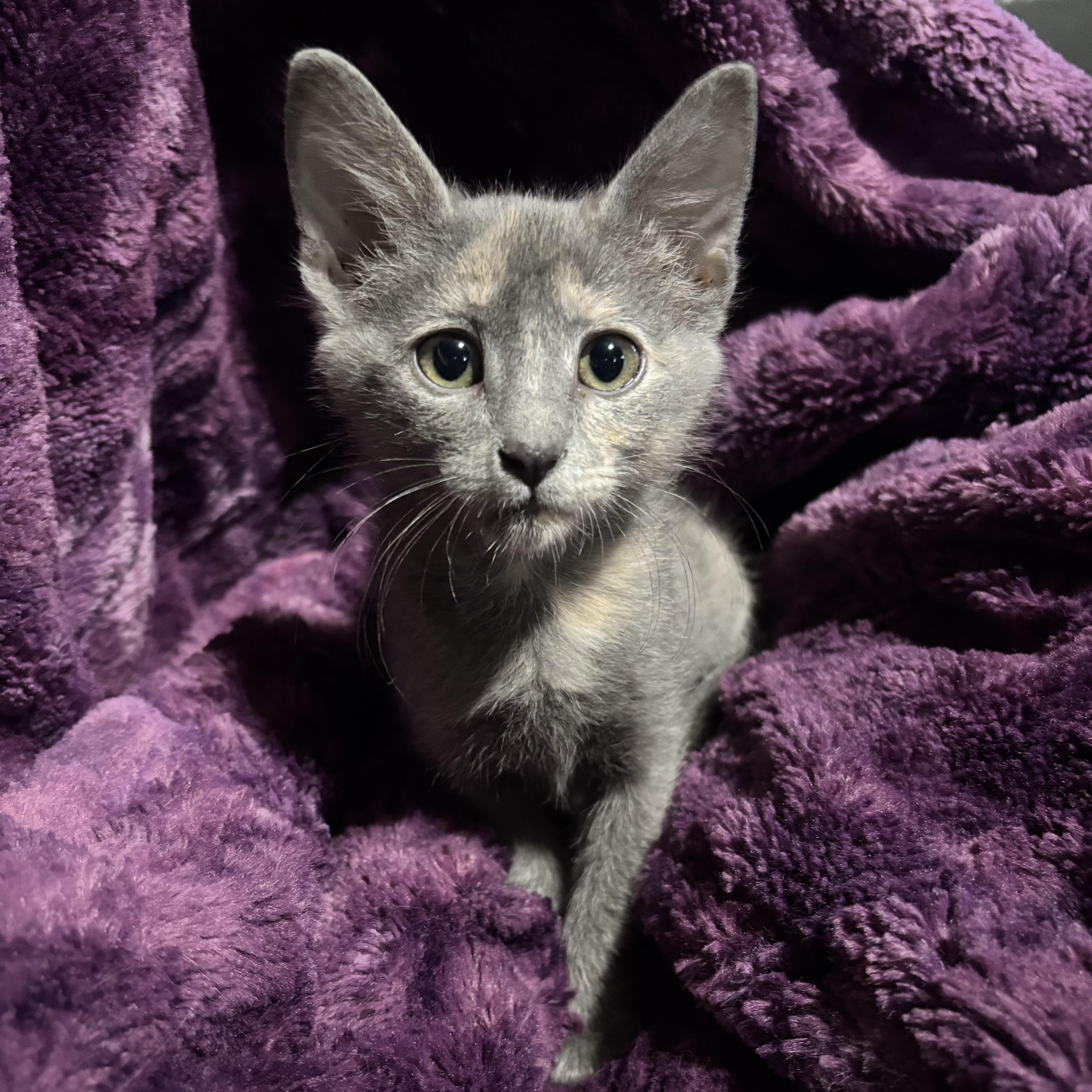 A baby small-sized female Dilute Tortoiseshell cat named Macaroon for adoption in Bentonville, AR
