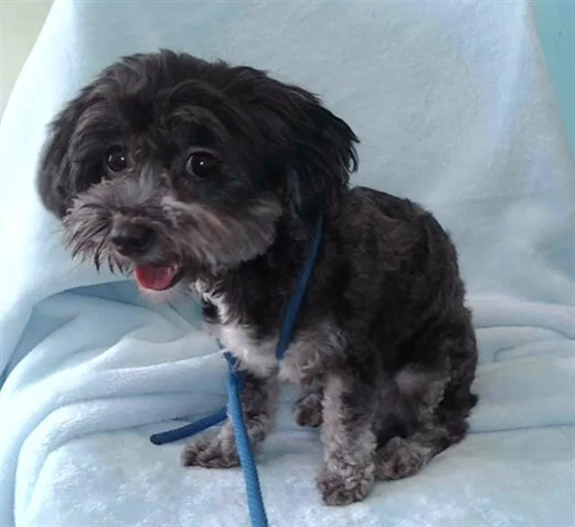 A young medium-sized female Terrier dog named Mini for adoption in Baldwin Park, CA