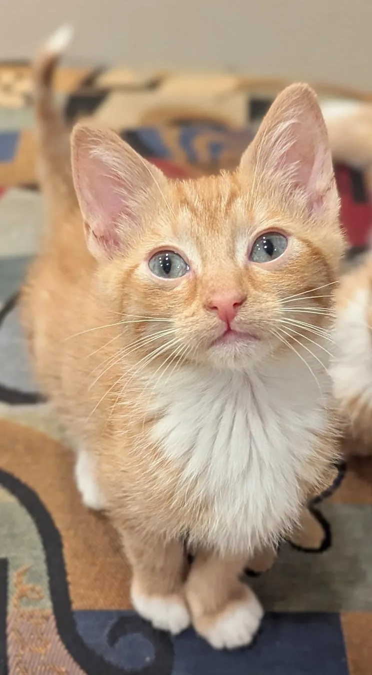 A baby medium-sized male Tabby (Orange / Red) Tabby cat named Piper for adoption in Hilton Head Island, SC