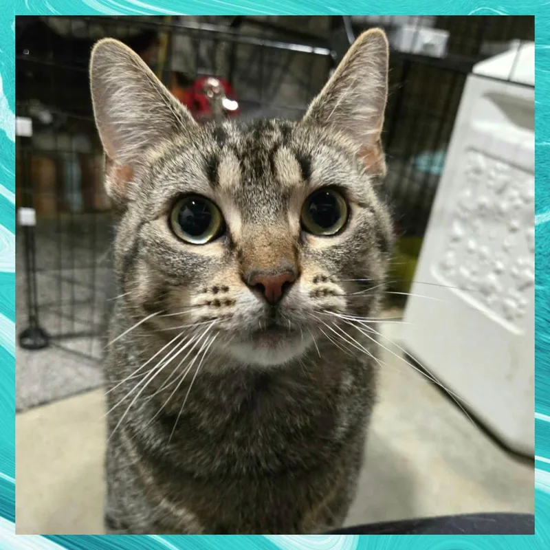 An adult medium-sized female Domestic Short Hair cat named Claire for adoption in Akron, OH