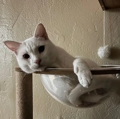 An adult medium-sized male White Domestic Short Hair cat named Creature for adoption in Silverton, OR